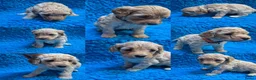 Cockapoo honden te koop: Kleine maat cockapoo pups - Advertentie 1