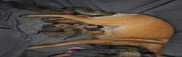 Mechelse Herder honden te koop: 6 Mooie Gezonde Pups - Advertentie 2