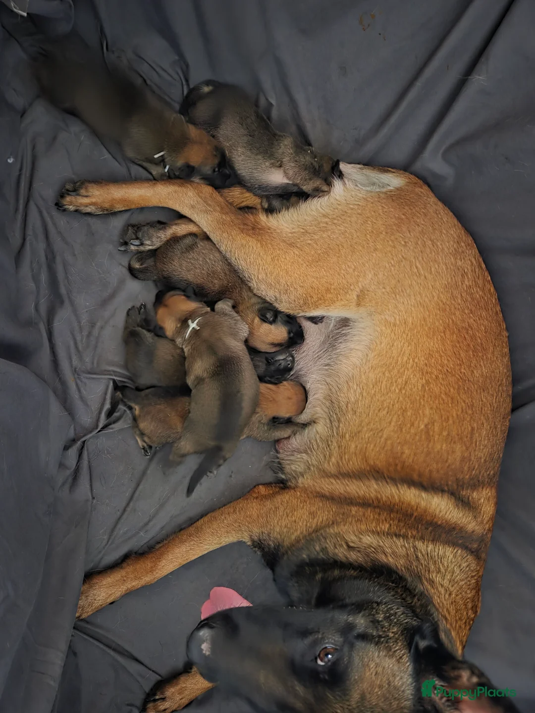Mechelse Herder honden te koop: 6 Mooie Gezonde Pups - Advertentie 2