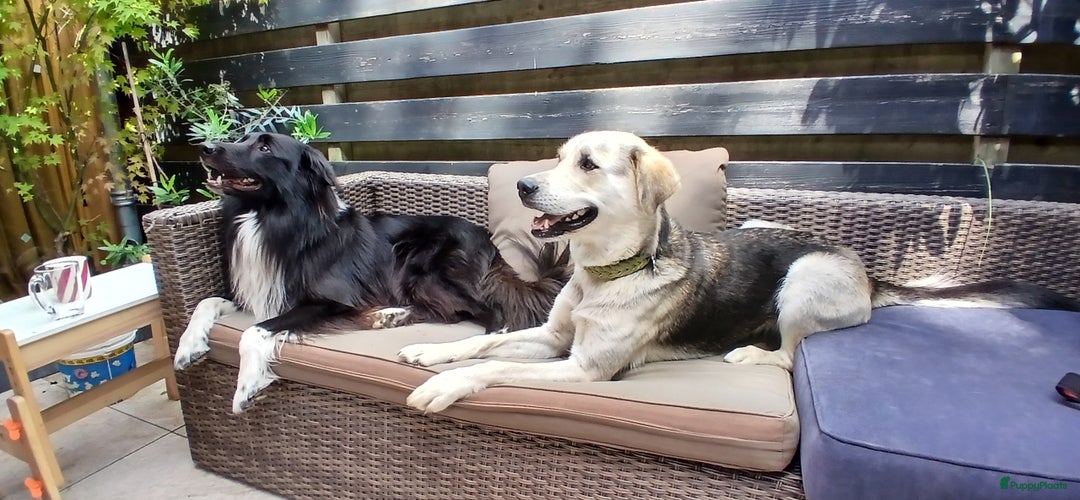 Kruising honden te koop: Prachtige pups husky/golden retriever/collie  - Advertentie 8