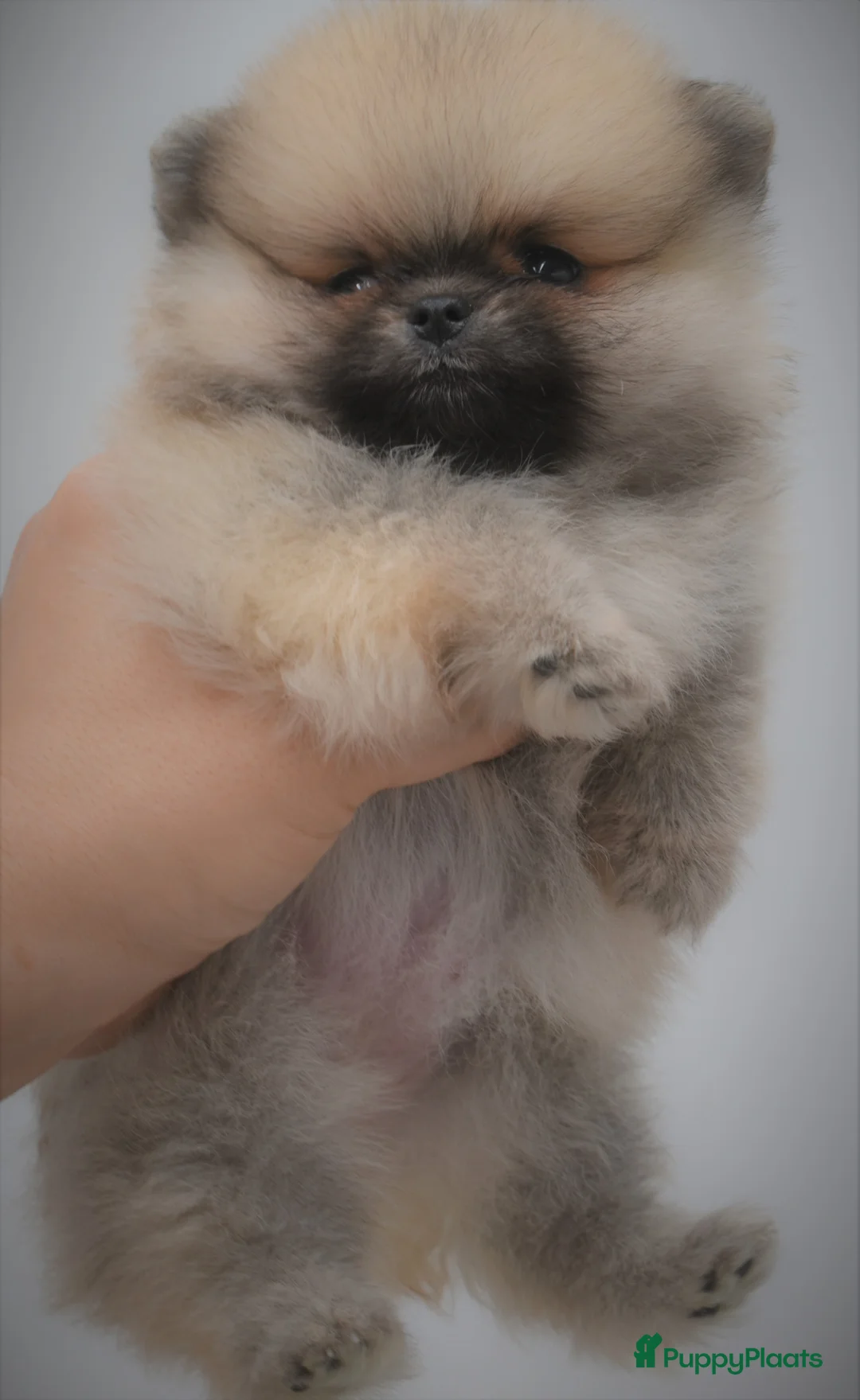 Galerij afbeelding {{count}}