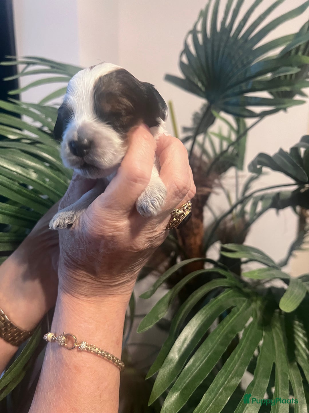 Cockapoo honden te koop: Cockapoo pups geboren  - Advertentie 12