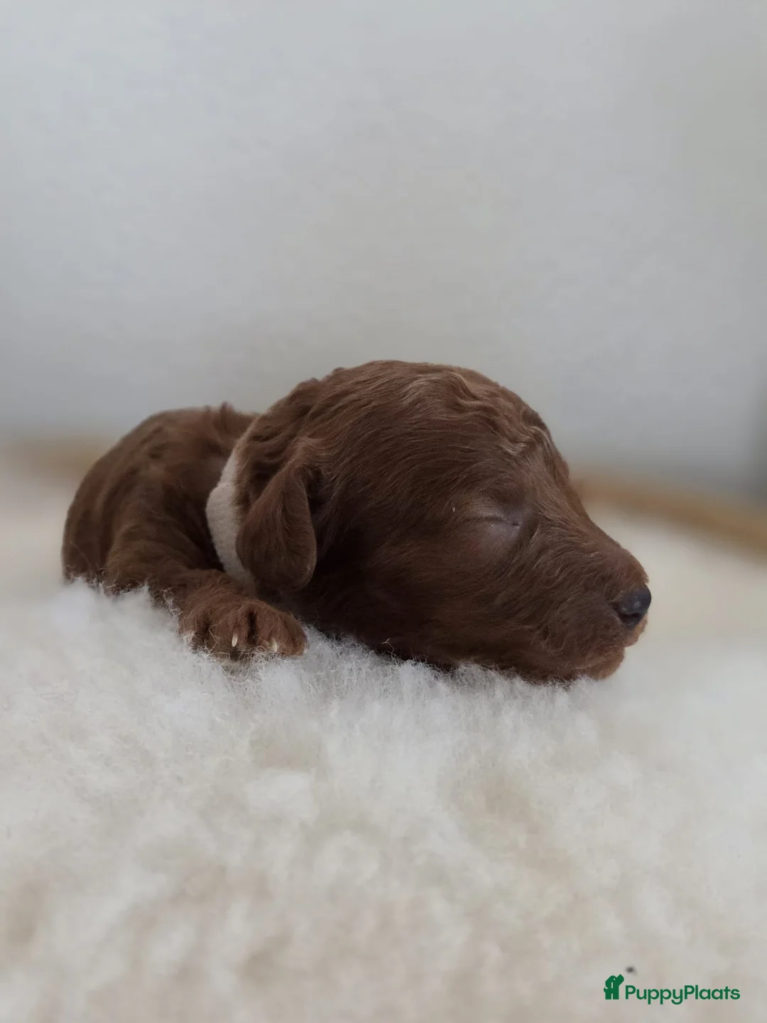 Poedel Toy honden te koop: Lieve Toypoedel pups zoeken een warm thuis - Advertentie 2