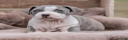 Amerikaanse Bully honden ter dekking: American Bully XL Dekreu  - Advertentie 19