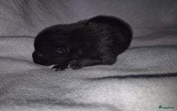 Pomchi honden te koop: Pomchi pups - Afbeelding 8