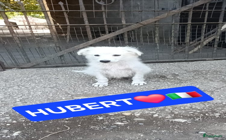 Kruising honden - Advertentie 2
