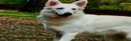 Zwitserse Witte Herdershond honden te koop: Zwitserse Witte Herderpups - Advertentie 2