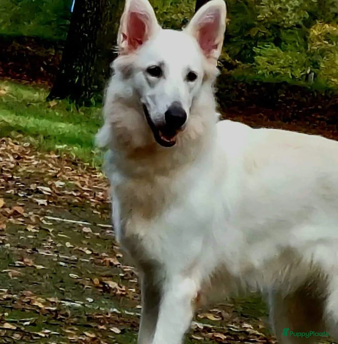 Zwitserse Witte Herdershond honden te koop: Zwitserse Witte Herderpups - Advertentie 2