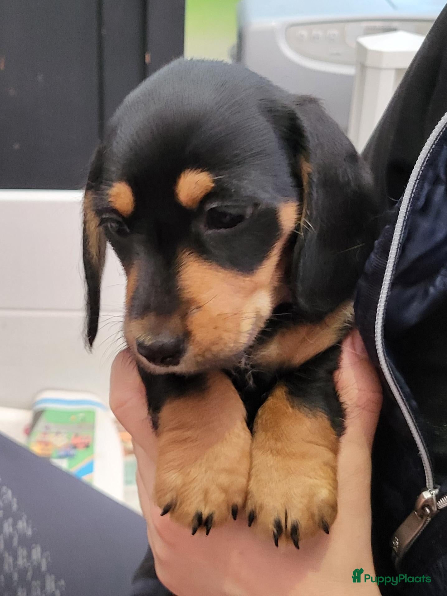 Teckel honden Superlieve sociale teckelpups zoeken nieuw huis - Advertentie 2