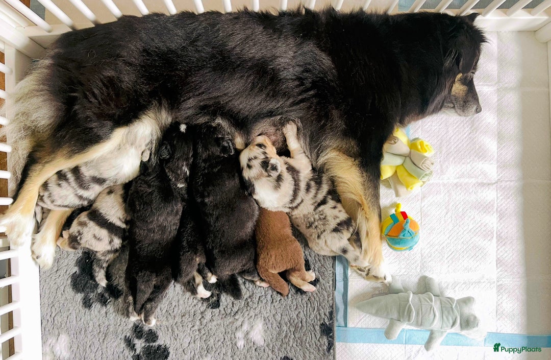 Australian Shepherd honden te koop: Prachtige pups Australian shepherd X Pomsky  - Afbeelding 9
