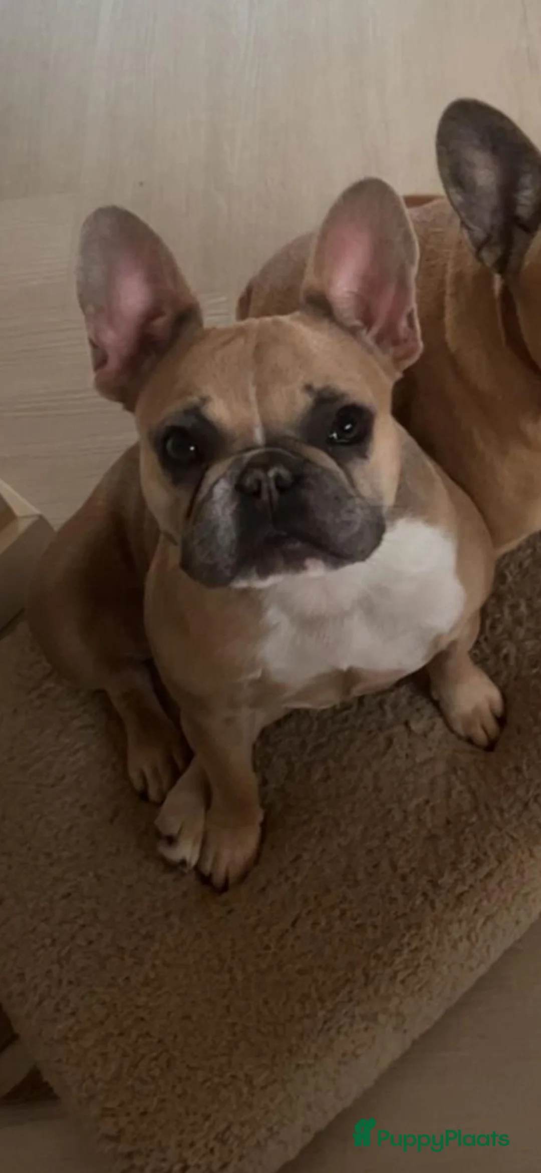 Franse Bulldog honden te koop: Franse Bulldog (5jaar) - Advertentie 3