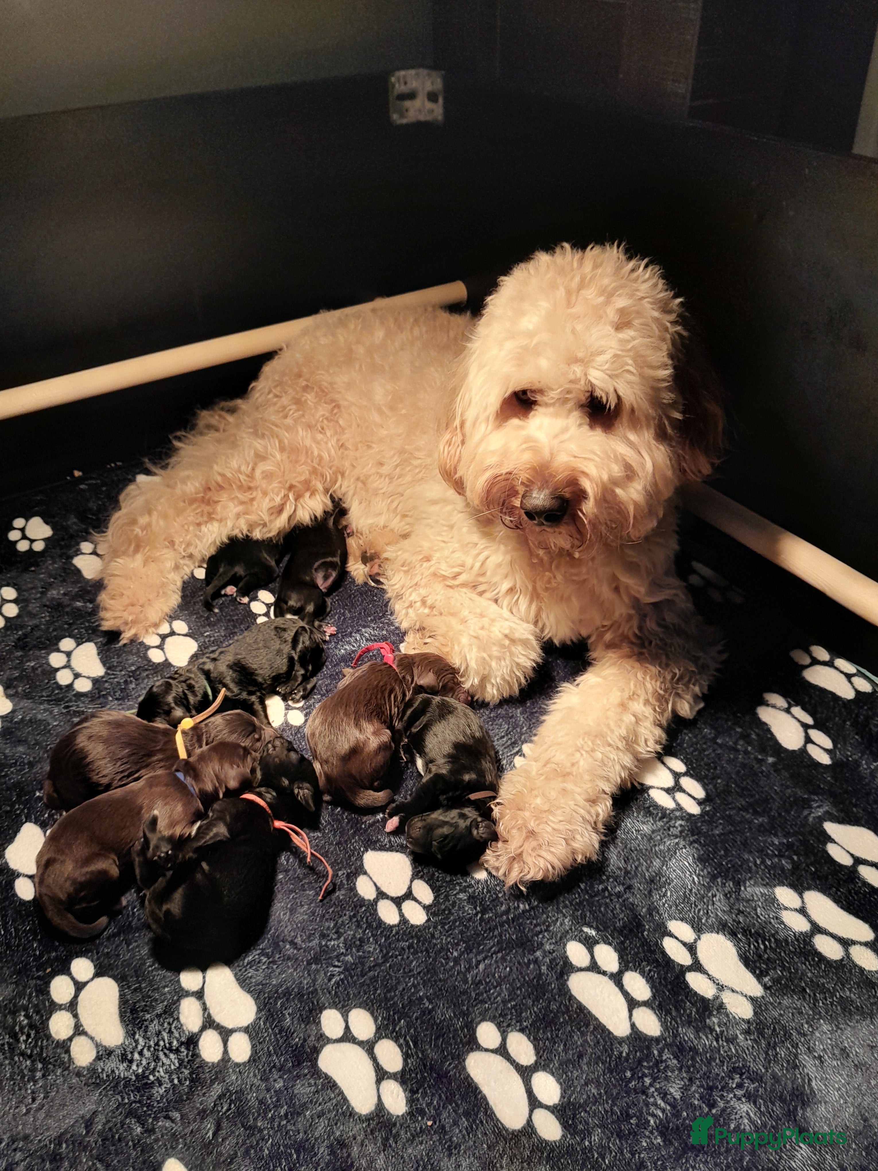 Labradoodle honden Nog 4 Labradoodle pups te koop - Advertentie 1