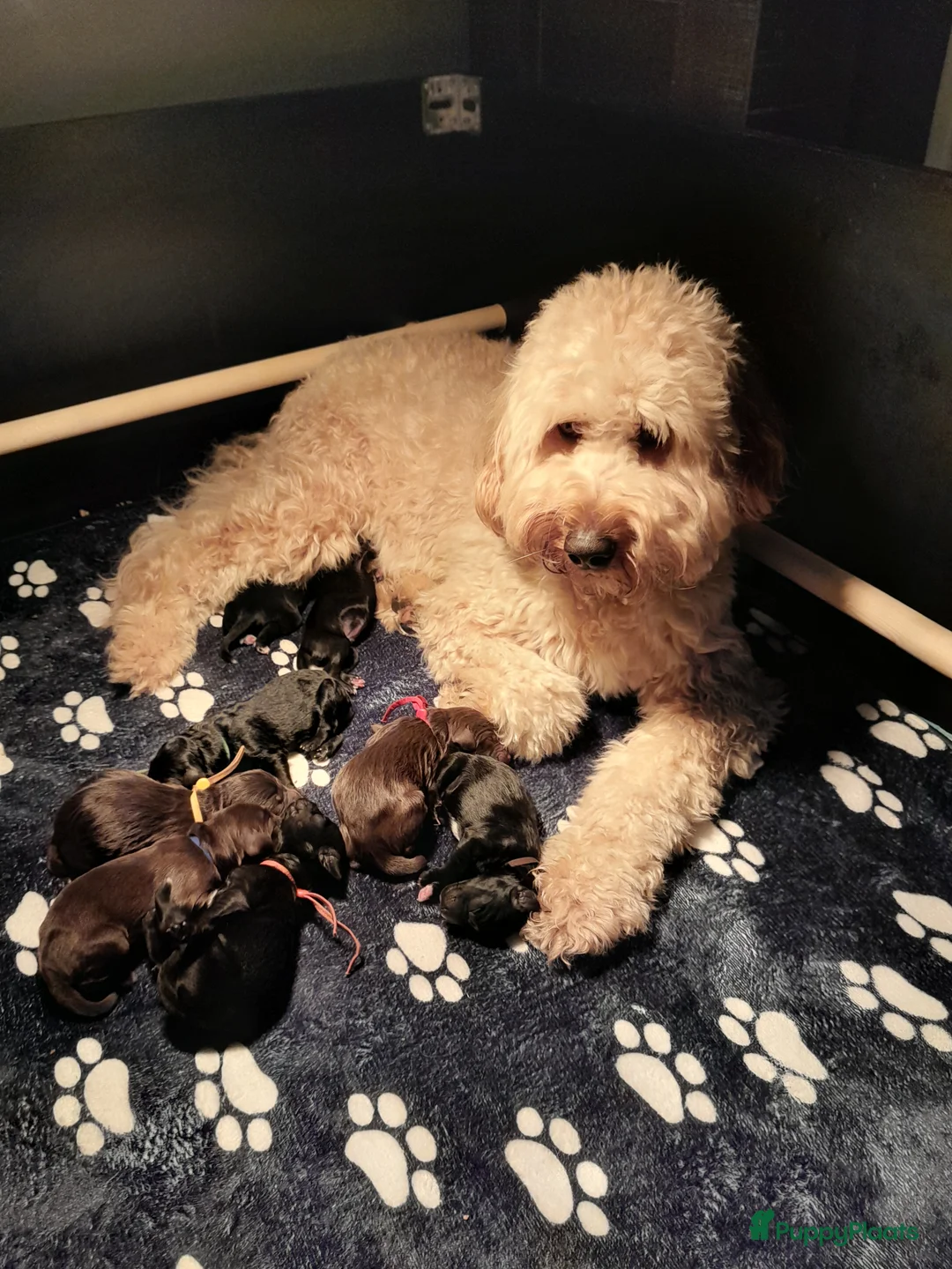 Labradoodle honden te koop: Nog 4 Labradoodle pups te koop - Advertentie 1