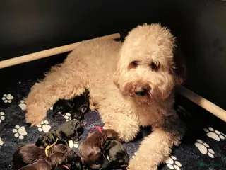 Labradoodle honden Nog 4 Labradoodle pups te koop - Advertentie 1