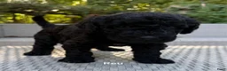 Labradoodle honden te koop: Labradoodle pups  - Advertentie 5