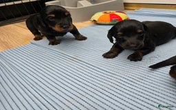 Teckel (langhaar) honden te koop: St. Langharige Black & Tan puppy's te koop - Afbeelding 11