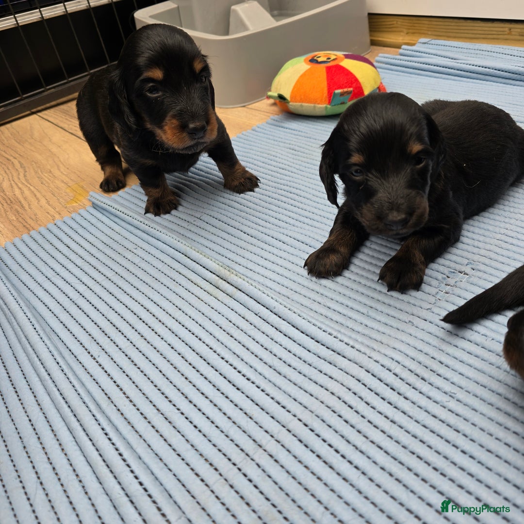 Teckel (langhaar) honden te koop: St. Langharige Black & Tan puppy's te koop - Afbeelding 11