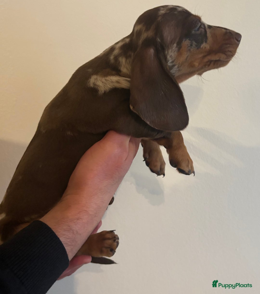 Teckel (korthaar)  honden te koop: Lieve teckel puppy’s opzoek naar gouden mandje - Advertentie 7