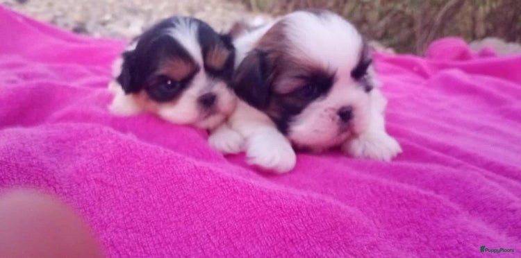 Shih Tzu honden - Advertentie 1