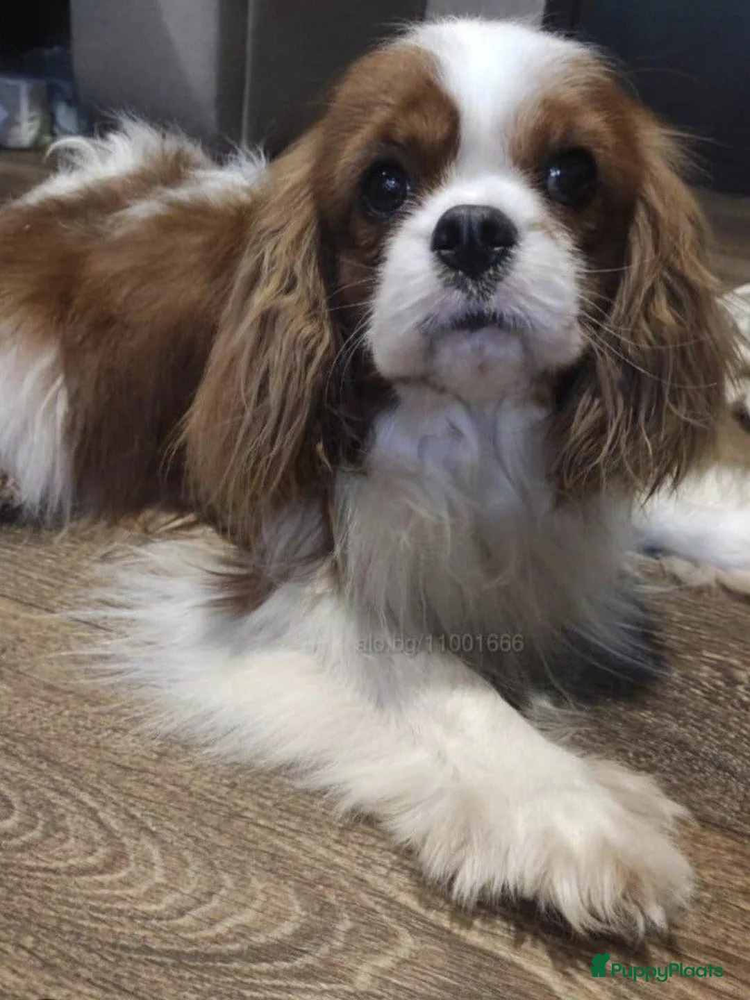 Cavapoo honden te koop: Cavapoo Pups - Advertentie 10
