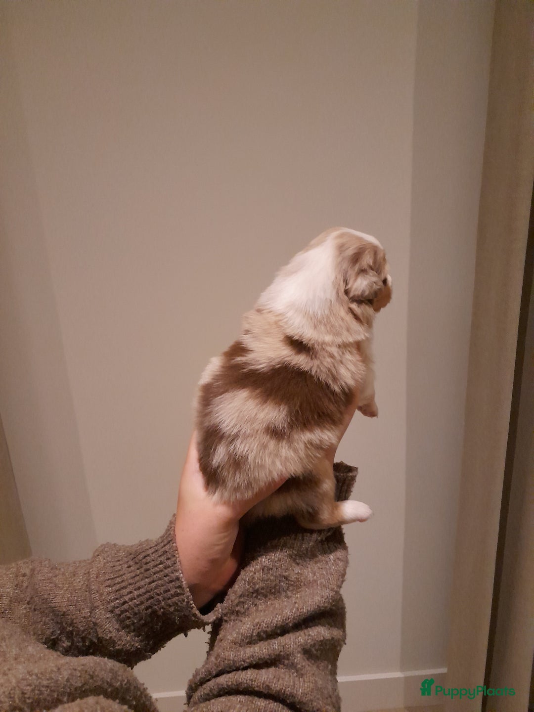 Australian Shepherd honden te koop: Lieve raszuivere australian shepherd pups  - Advertentie 32