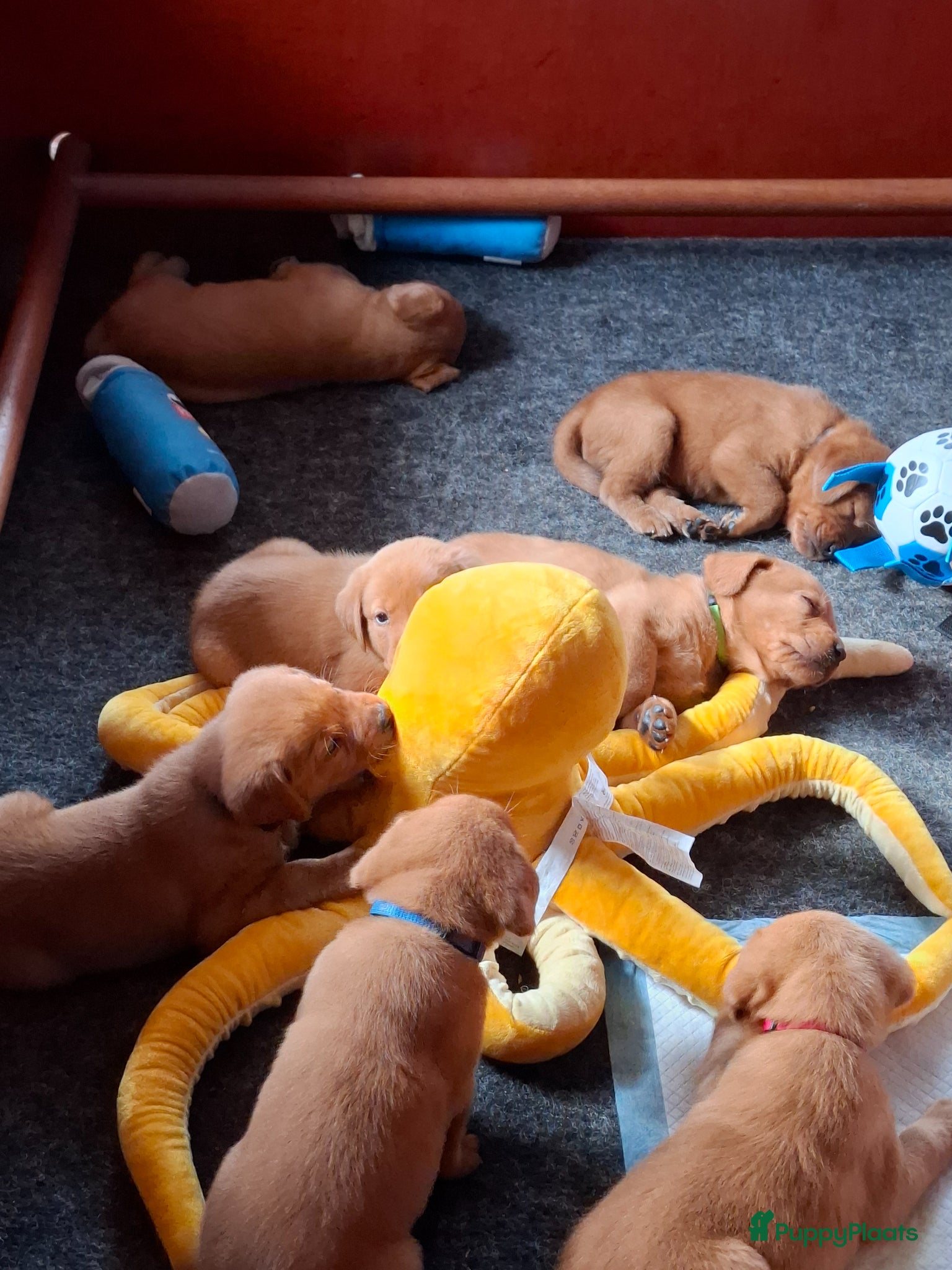 Labrador Retriever honden Red fox labrador pups - Advertentie 1