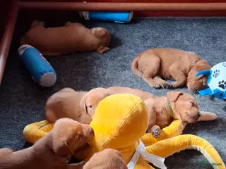 Labrador Retriever honden Red fox labrador pups - Advertentie 1
