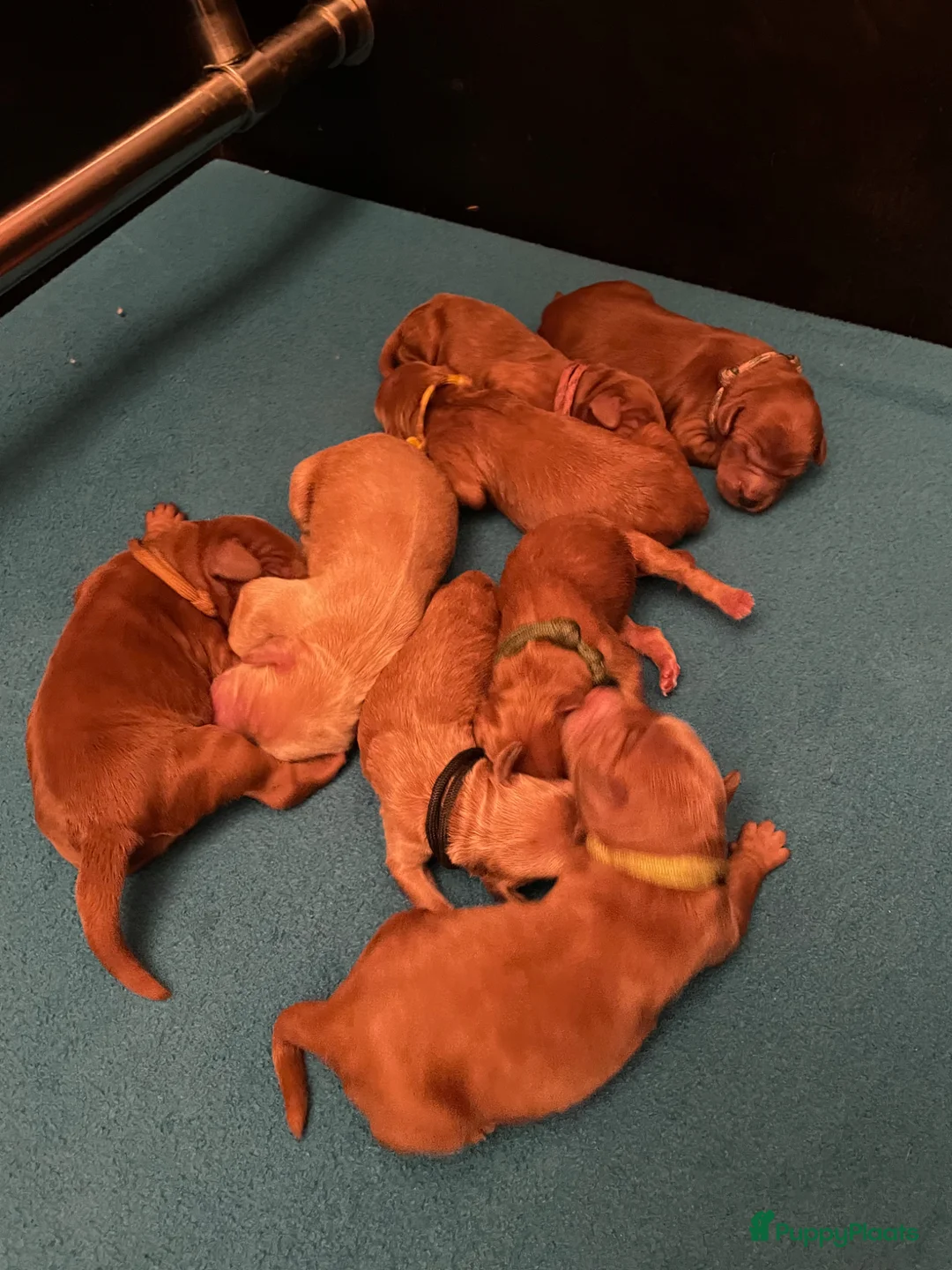 Australian Labradoodle honden te koop: Stabiele pups te koop in Arnhem - Advertentie 2