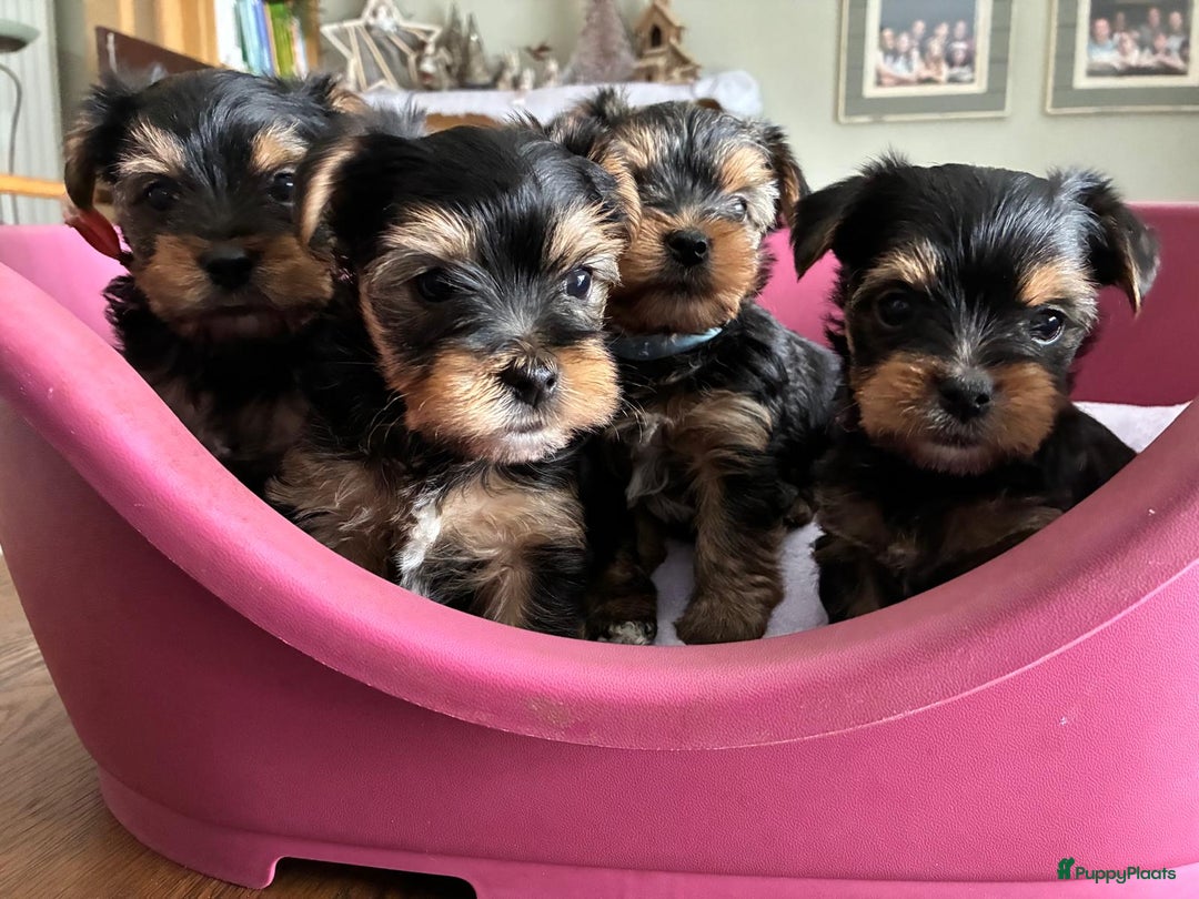 Kruising honden te koop: Biewer/Yorkshire pups - Advertentie 9