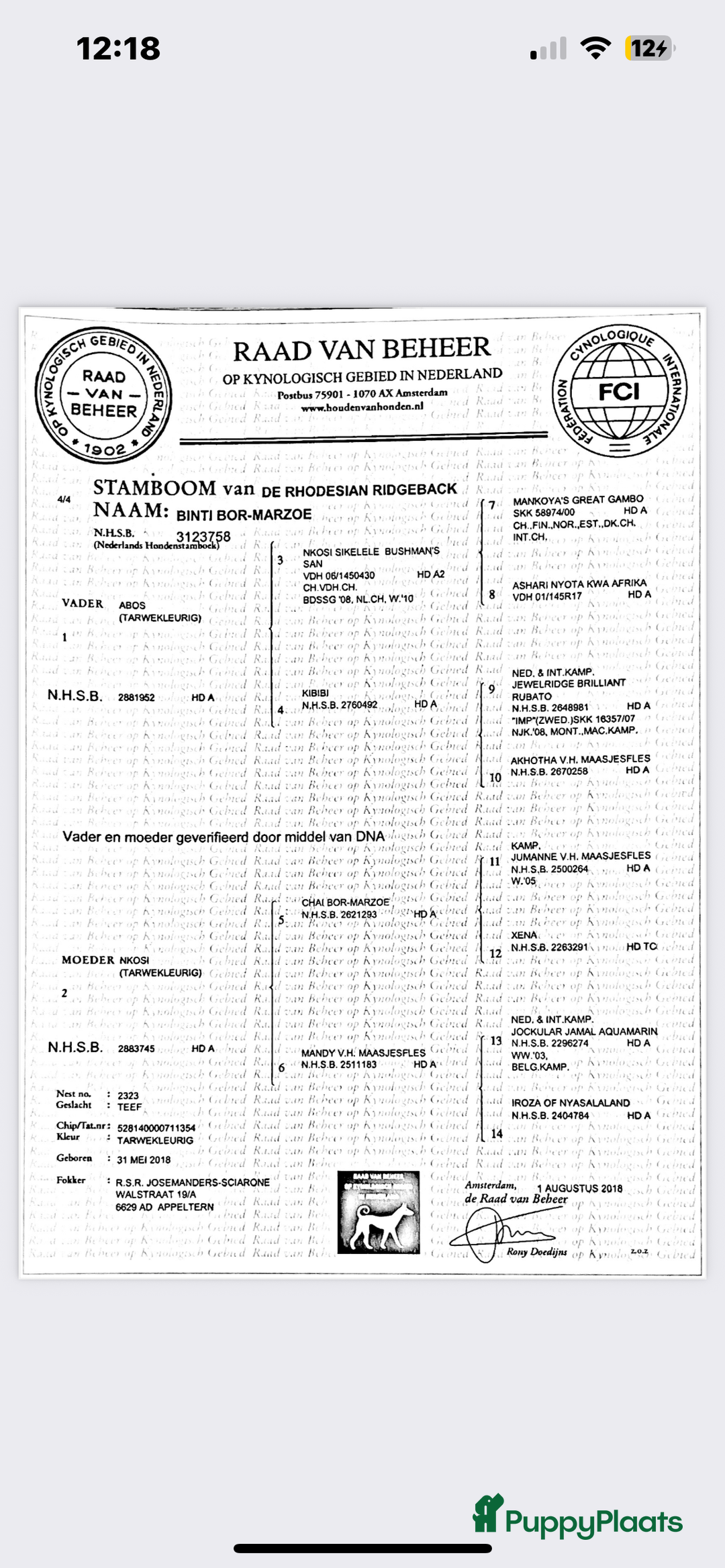 Rhodesian Ridgeback honden te koop: Rhodesian Ridgeback 7 reutjes geboren - Advertentie 28
