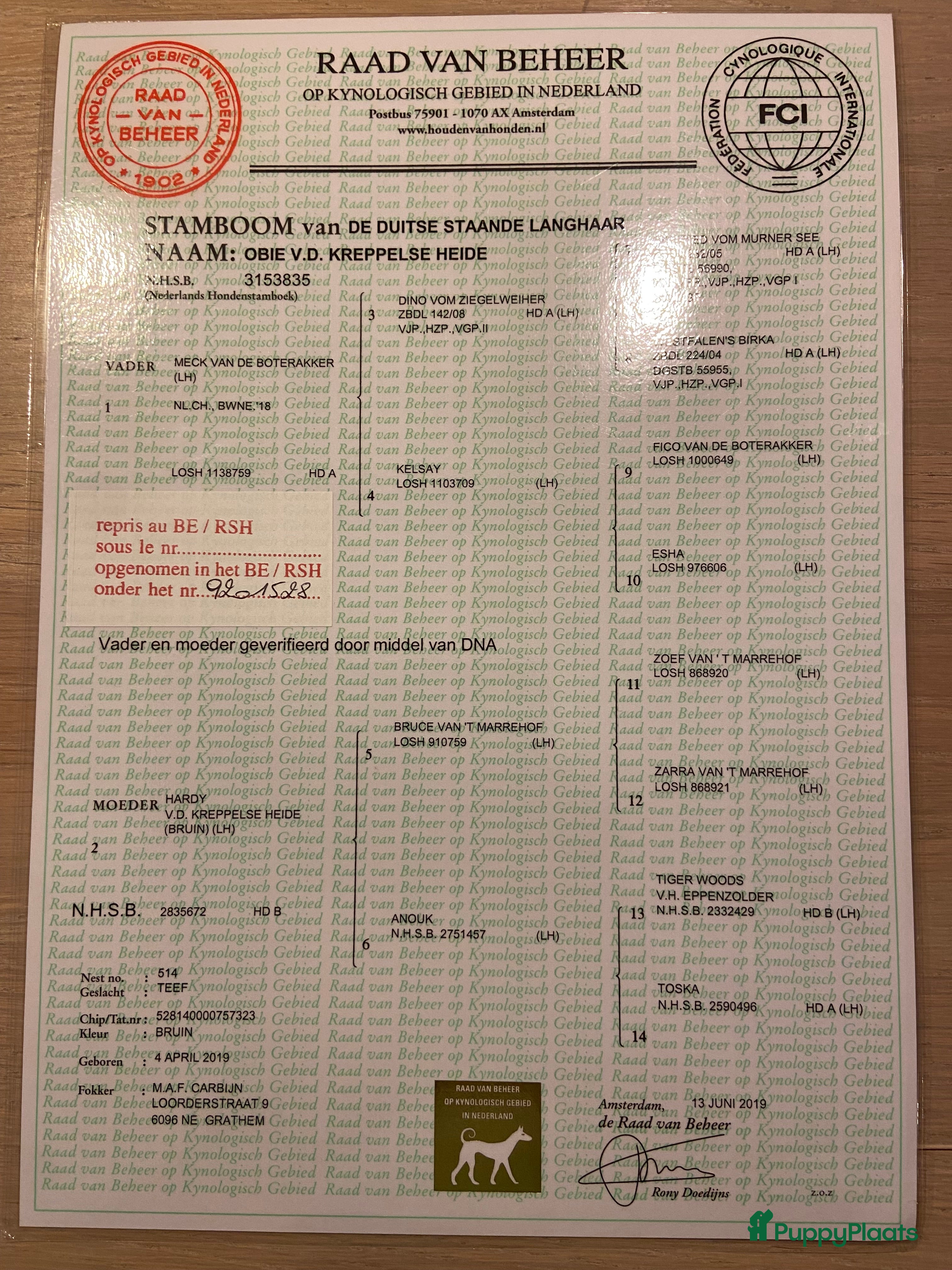 Duitse Staande Hond Langhaar honden Duitse staande langhaar  - Advertentie 2