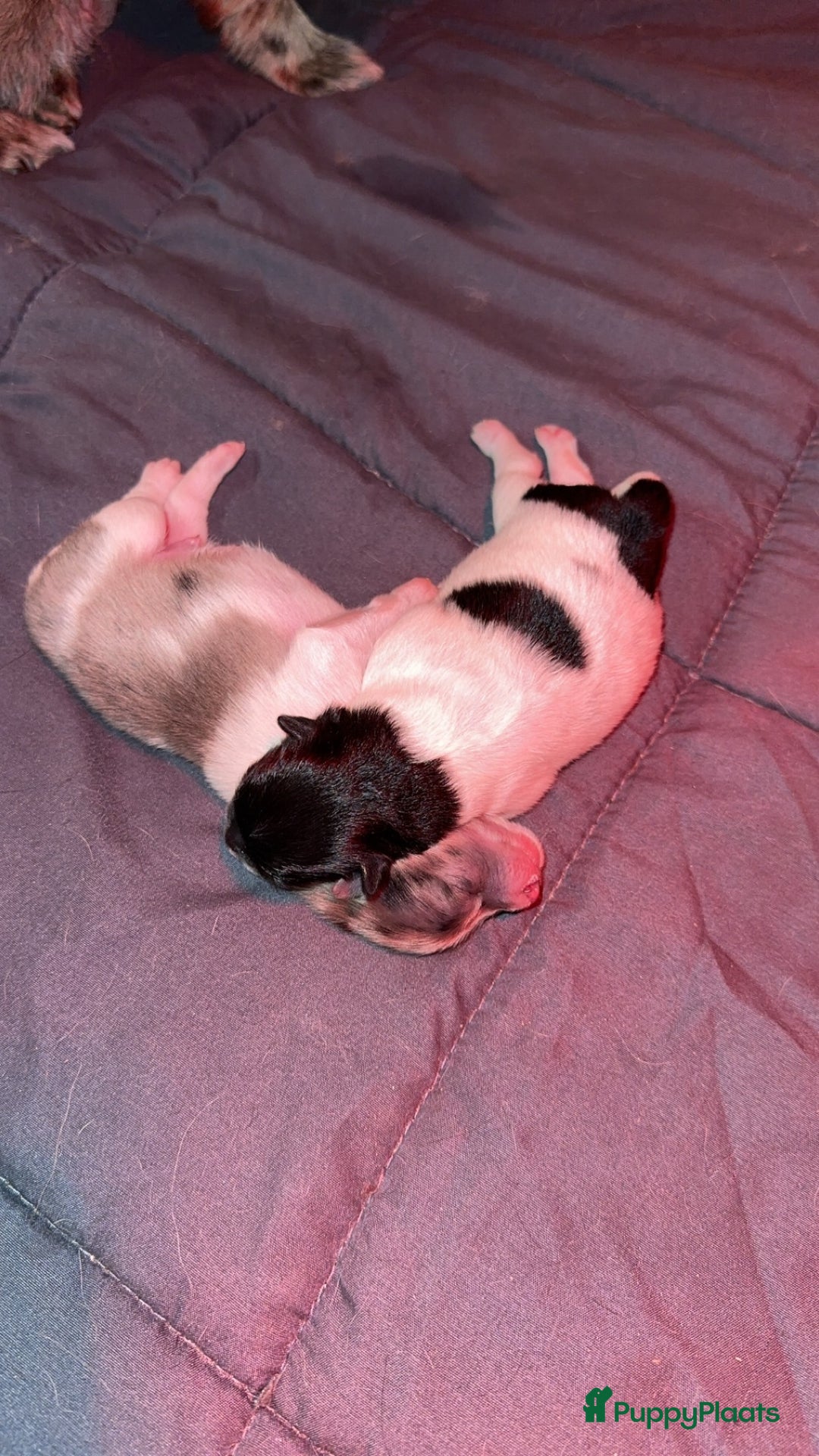 Pomeriaan honden te koop: Prachtige bearface pomeriaan teefje - Advertentie 9