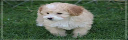 Maltipoo honden te koop: Leuke Maltipoo pups. - Advertentie 4