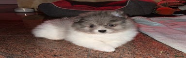 Pomeriaan Puppy 1