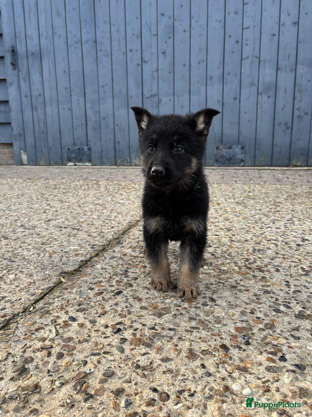 Duitse Herder honden te koop: Duitse herder pups -10 WK- nog 1 pup beschikbaar! - Advertentie 20