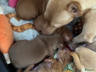 Dwergpinscher honden te koop: Dwergpinscher pups - Advertentie 1