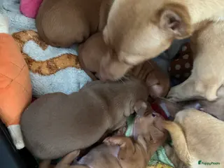 Dwergpinscher honden Dwergpinscher pups - Advertentie 2