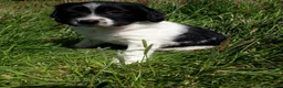 Friese Stabij honden te koop: Mooi getekende Friese Stabij pups(reutjes) - Advertentie 9