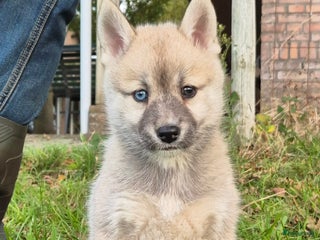 Kruising honden - Advertentie 2