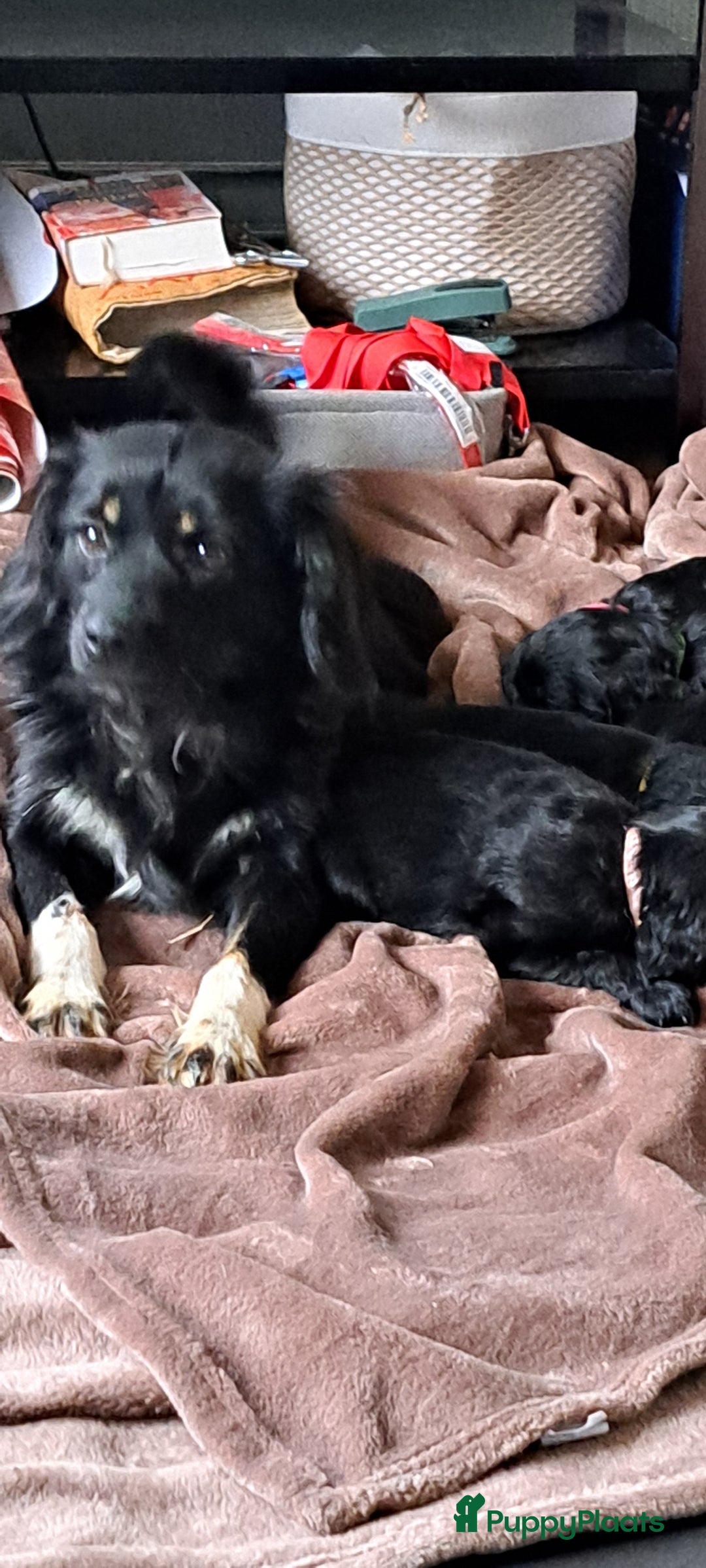 Kruising honden te koop: Kruising Engelse cockerspaniel pups.  - Advertentie 10