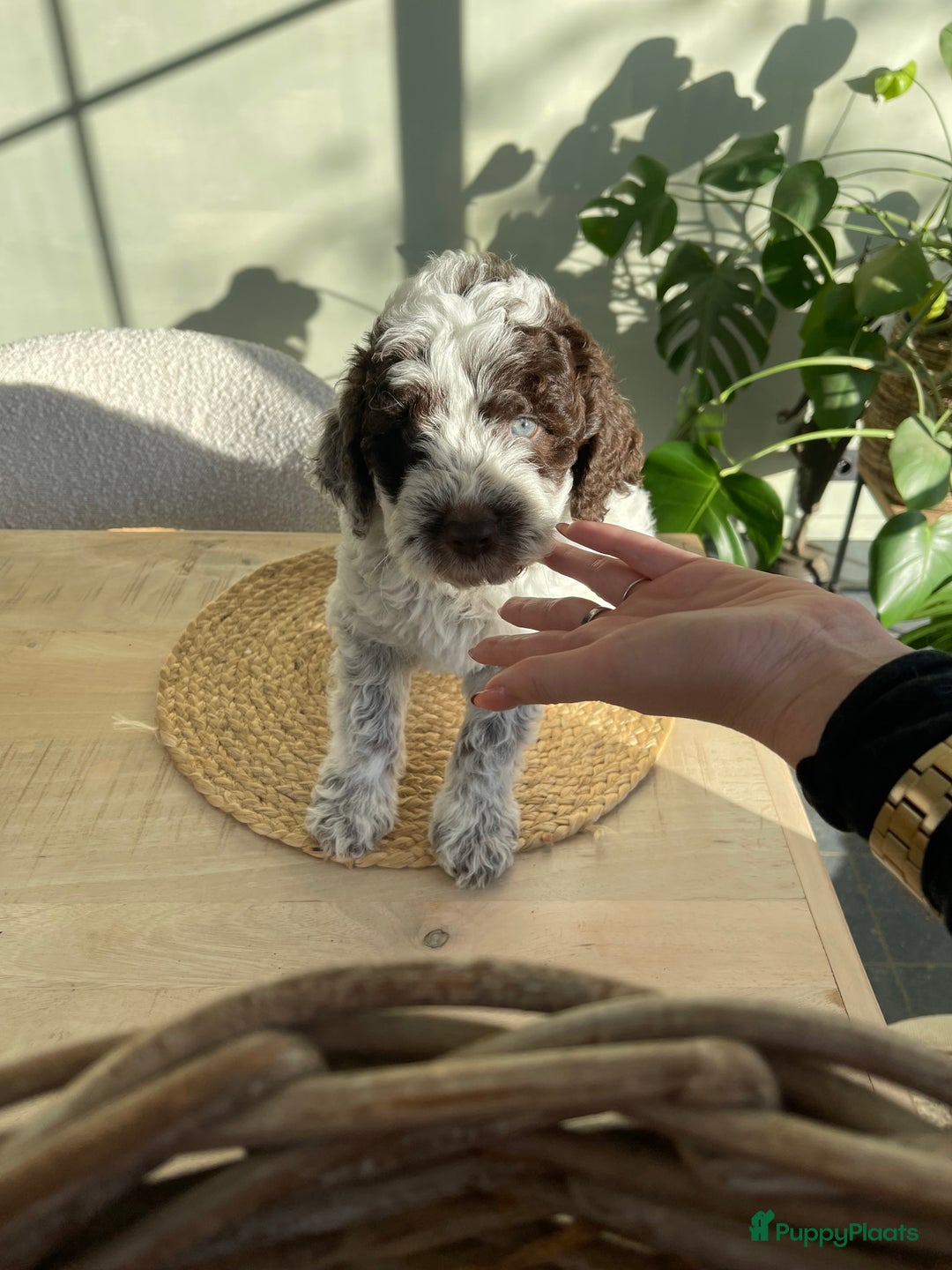 Lagotto Romagnolo honden te koop: Laatste Lagotto pupje  - Advertentie 4
