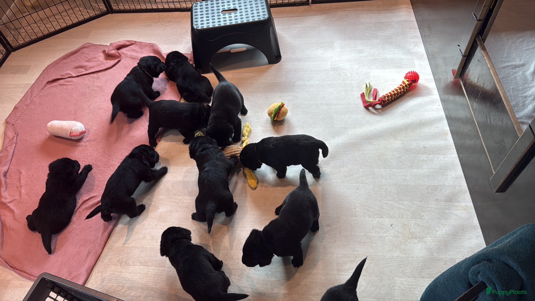 Labrador Retriever honden Prachtige labrador puppy’s  - Advertentie 4