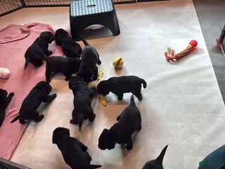 Labrador Retriever honden Prachtige labrador puppy’s - Advertentie 4