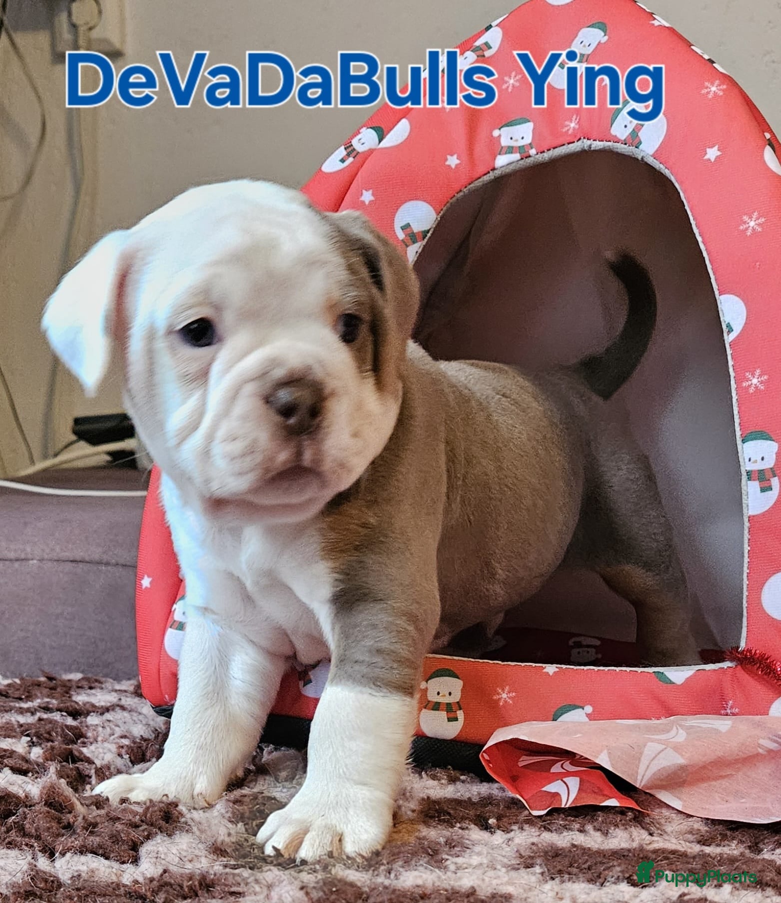 Old English Bulldog honden 2 Old english bulldog reutjes mogen nest verlaten  - Advertentie 1