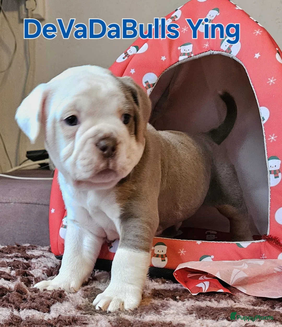 Old English Bulldog honden te koop: 2 Old english bulldog reutjes mogen nest verlaten  - Advertentie 1