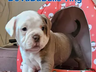 Old English Bulldog honden 2 Old english bulldog reutjes mogen nest verlaten - Advertentie 4