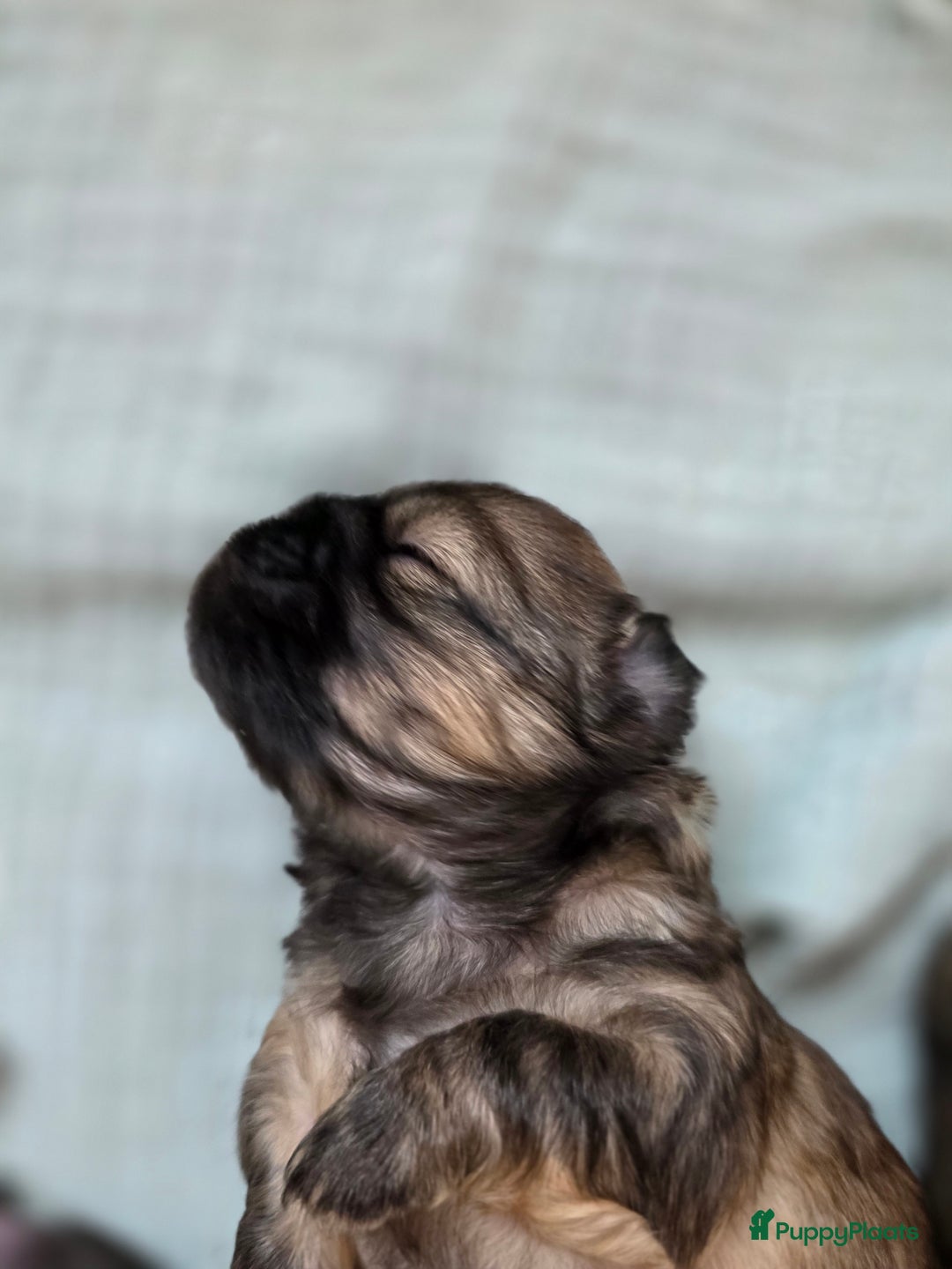 Tibetaanse Spaniel honden te koop: Tibetaanse spaniel pups beschikbaar (Groningen) - Advertentie 15