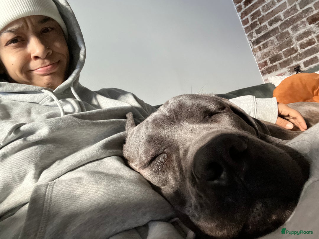 Galerij afbeelding {{count}}