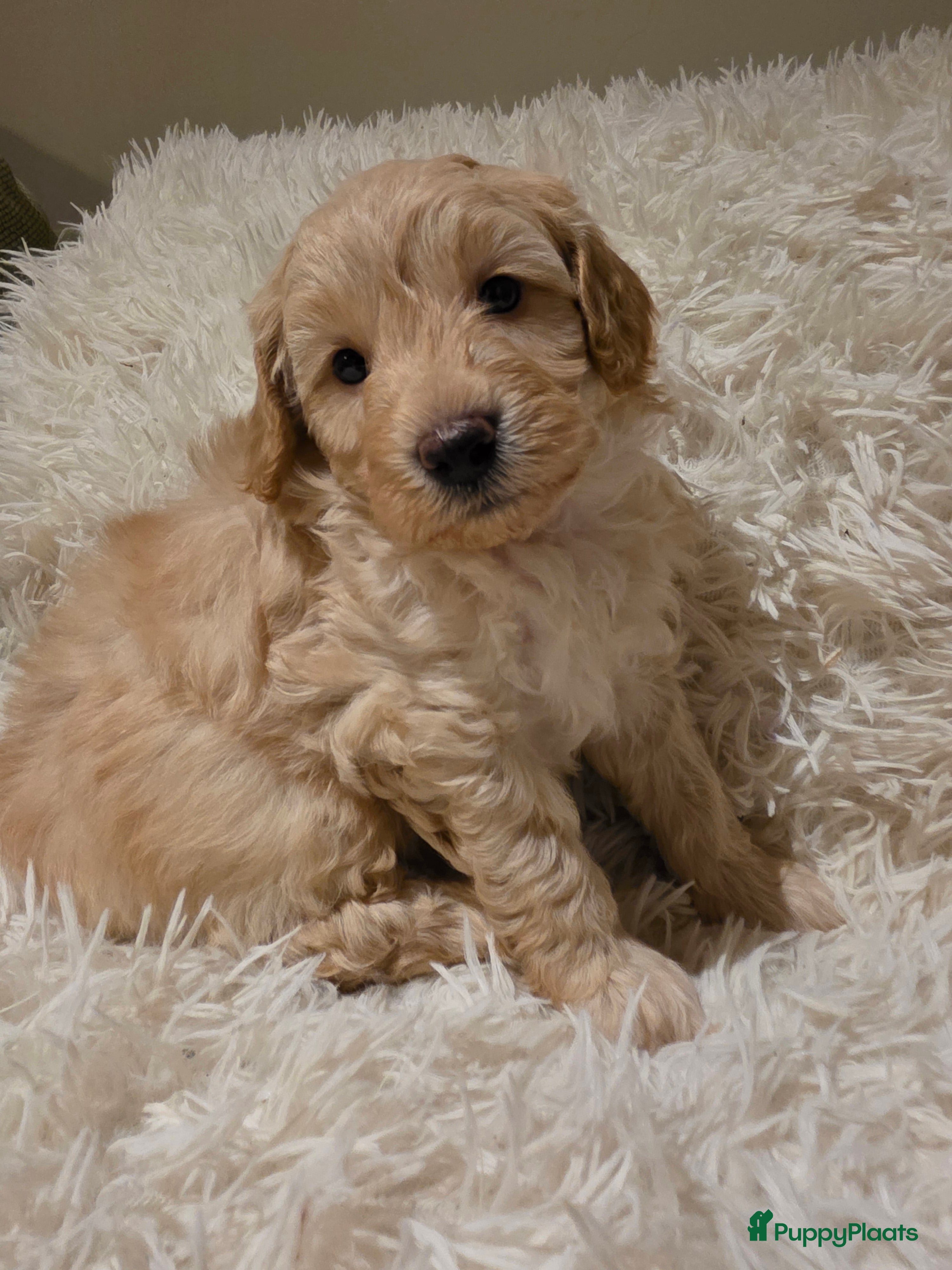 Goldendoodle honden Goldendoodle multigen middenslag reu te koop - Advertentie 2