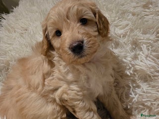 Goldendoodle honden Goldendoodle multigen middenslag reu te koop - Advertentie 2